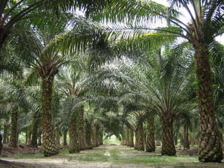 Palm oil