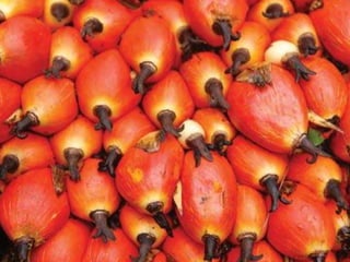 Palm oil