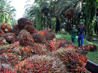 Palm oil