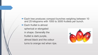  Each tree produces compact bunches weighing between 10
and 25 kilograms with 1000 to 3000 fruitlets per bunch.
 Each fruitlet is almost
spherical or elongated
in shape. Generally the
fruitlet is dark purple,
almost black and the colour
turns to orange red when ripe.
 