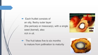  Each fruitlet consists of
an oily, fleshy outer layer
(the pericarp or mesocarp), with a single
seed (kernel), also
rich in oil.
 The fruit takes five to six months
to mature from pollination to maturity
 