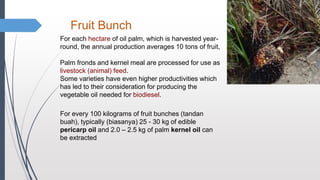 Fruit Bunch
For each hectare of oil palm, which is harvested year-
round, the annual production averages 10 tons of fruit,
Palm fronds and kernel meal are processed for use as
livestock (animal) feed.
Some varieties have even higher productivities which
has led to their consideration for producing the
vegetable oil needed for biodiesel.
For every 100 kilograms of fruit bunches (tandan
buah), typically (biasanya) 25 - 30 kg of edible
pericarp oil and 2.0 – 2.5 kg of palm kernel oil can
be extracted
 