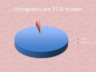 Orangutans are 97 % human
