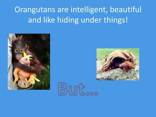 Orangutans are intelligent, beautiful and like hiding under things! But…
