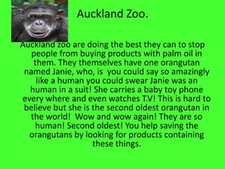 Auckland Zoo.Auckland zoo are doing the best they can to stop people from buying products with palm oil in them. They themselves have one orangutan  named Janie, who, is  you could say so amazingly like a human you could swear Janie was an human in a suit! She carries a baby toy phone every where and even watches T.V! This is hard to believe but she is the second oldest orangutan in the world!  Wow and wow again! They are so  human! Second oldest! You help saving the orangutans by looking for products containing these things.