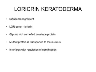 LORICRIN KERATODERMA
• Diffuse transgradient
• LOR gene – loricrin
• Glycine rich cornefied envelope protein
• Mutant protein is transported to the nucleus
• Interfares with regulation of cornification
 