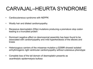 CARVAJAL–HEURTA SYNDROME
• Cardiocutaneous syndrome with NEPPK
• Woolly hair and dilated cardiomyopathy
• Recessive desmoplakin (DSp) mutations producing a premature stop codon
leading to a truncated protein
• Dominant negative effect on desmosomal assembly has been found to be
associated with cardiomyopathy and mild hyperkeratosis of the elbows and
knees
• Heterozygous carriers of the missense mutation p.S299R showed isolated
arrhythmogenic right ventricular cardiomyopathy without cutaneous phenotype
• Complete loss of the tail domain of desmoplakin presents as
acantholytic epidermolysis bullosa
 
