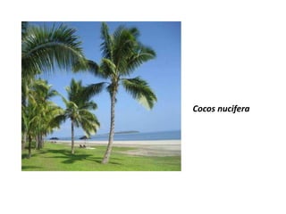 Cocos nucifera
 