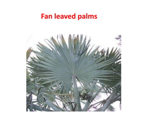 Fan leaved palms
 