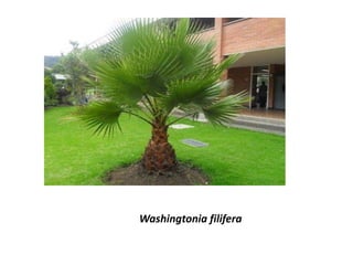 Washingtonia filifera
 