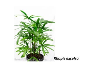 Rhapis excelsa
 
