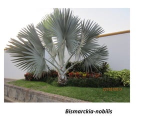 Bismarckia-nobilis
 