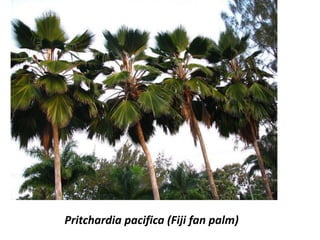 Pritchardia pacifica (Fiji fan palm)
 