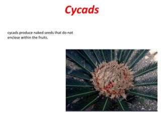 Cycads
cycads produce naked seeds that do not
enclose within the fruits.
 