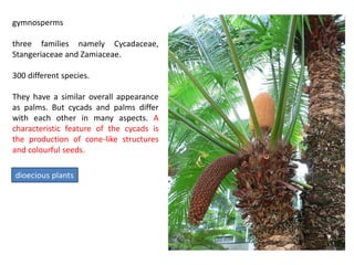 gymnosperms
three families namely Cycadaceae,
Stangeriaceae and Zamiaceae.
300 different species.
They have a similar overall appearance
as palms. But cycads and palms differ
with each other in many aspects. A
characteristic feature of the cycads is
the production of cone-like structures
and colourful seeds.
dioecious plants
 