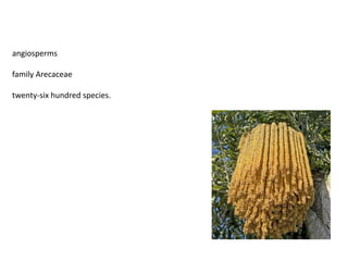 angiosperms
family Arecaceae
twenty-six hundred species.
 