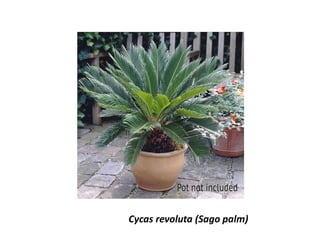 Cycas revoluta (Sago palm)
 