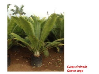 Cycas circinalis
Queen sago
 