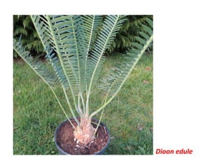 Dioon edule
 