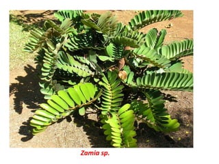 Zamia sp.
 