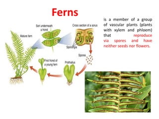 Ferns is a member of a group
of vascular plants (plants
with xylem and phloem)
that reproduce
via spores and have
neither seeds nor flowers.
 