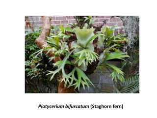 Platycerium bifurcatum (Staghorn fern)
 