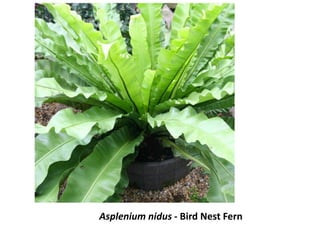 Asplenium nidus - Bird Nest Fern
 