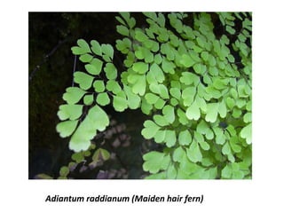 Adiantum raddianum (Maiden hair fern)
 