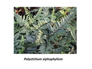 Polystichum xiphophyllum
 