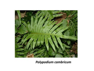 Polypodium cambricum
 