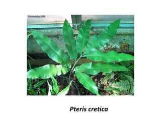 Pteris cretica
 