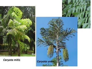 Caryota mitis
Caryota urens
 