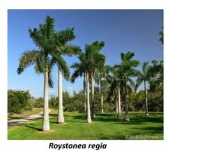 Roystonea regia
 
