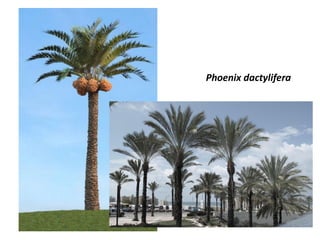 Phoenix dactylifera
 