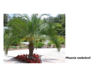 Phoenix roebelenii
 