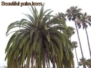 Beautiful palm trees 