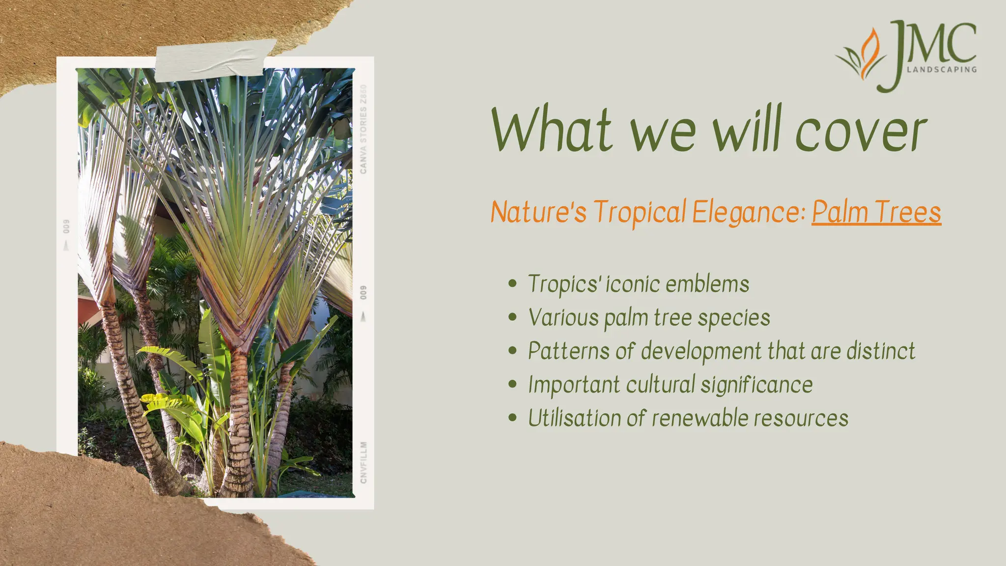 DISCUSSING PALM TREES WORLDWIDE visual data 5