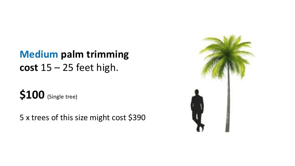 Palm Tree Trimming Cost Guide 2019