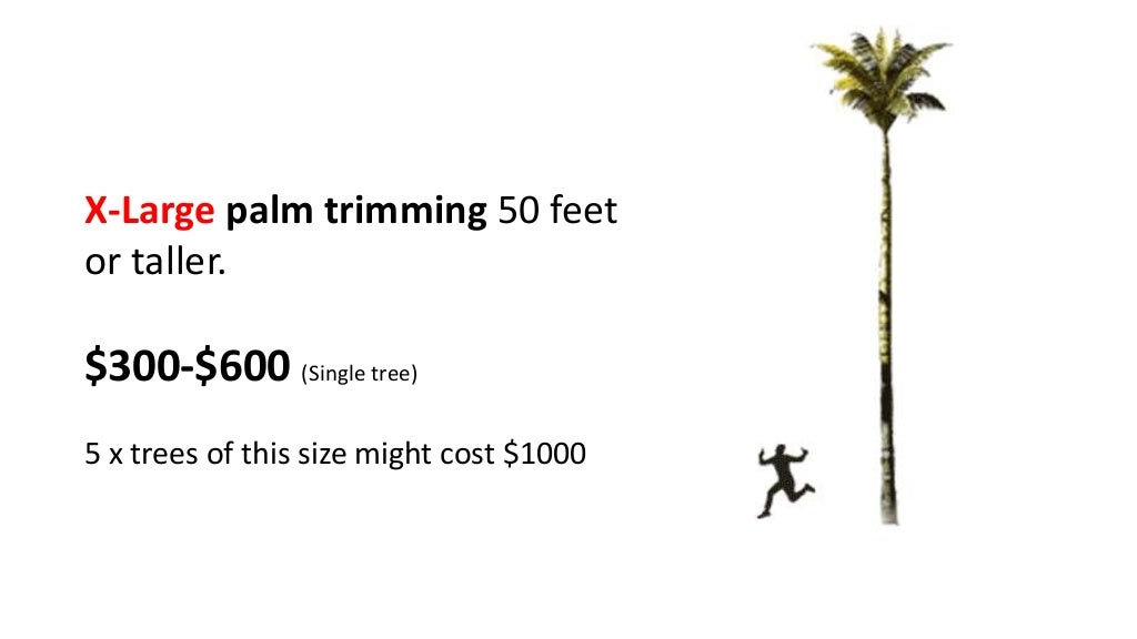 Palm Tree Trimming Cost Guide 2019