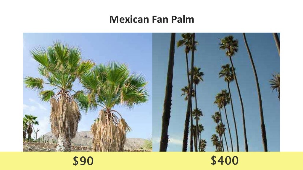 Palm Tree Trimming Cost Guide 2019