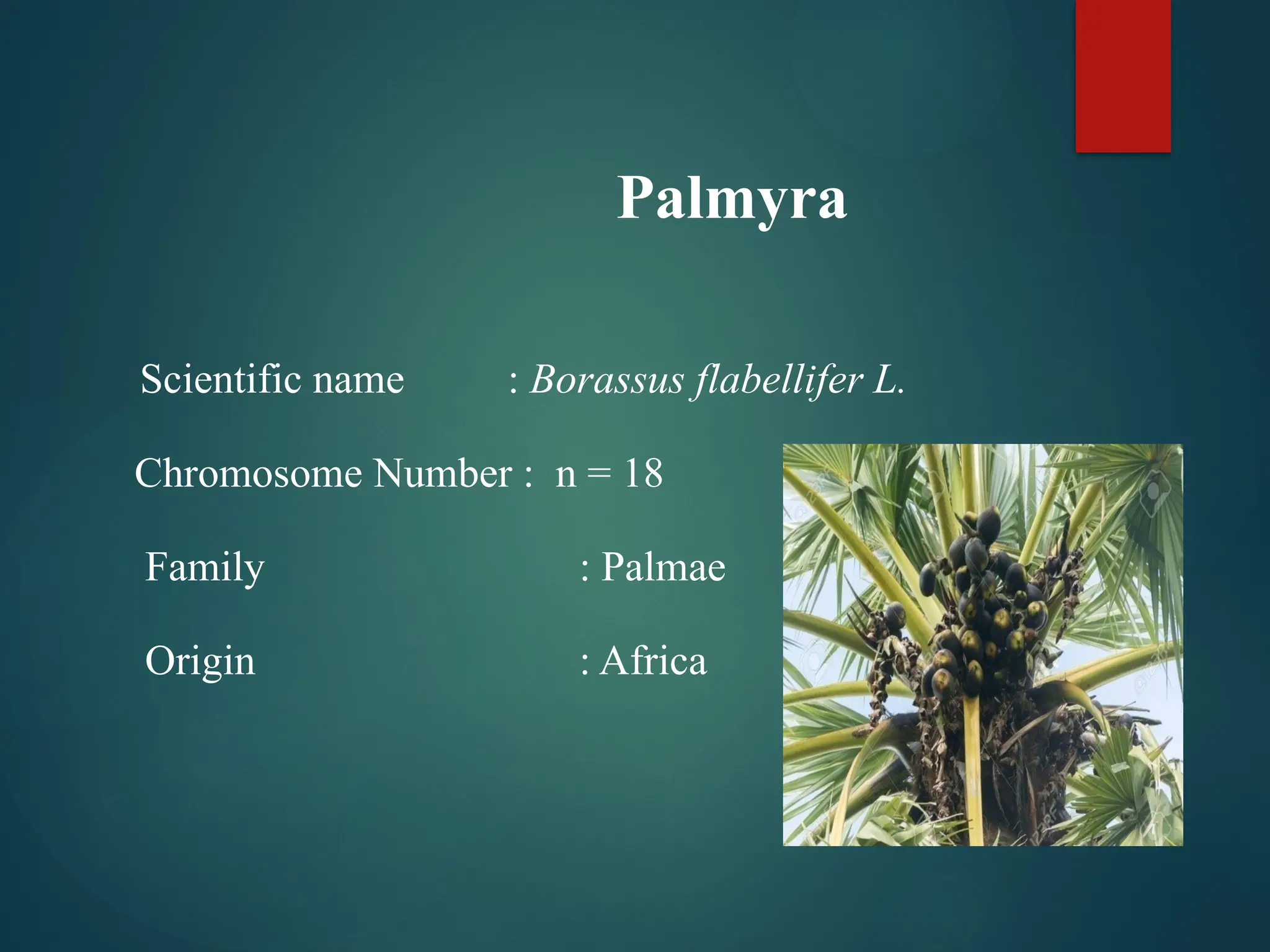 Major pest and diseases of palmyrah.pptx