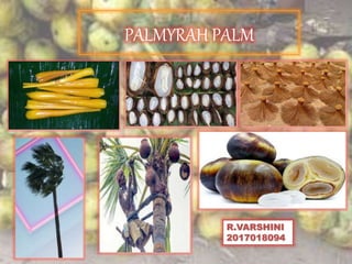 PALMYRAH PALM
R.VARSHINI
2017018094
 
