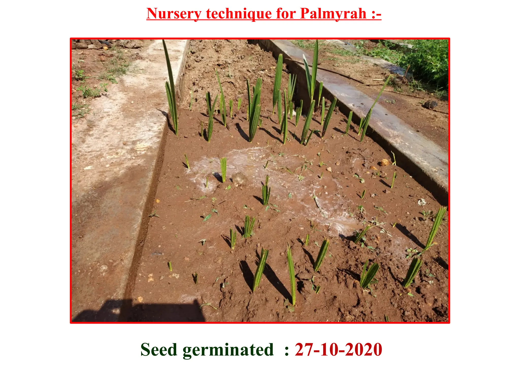 Palmyrah plantation and its management for sustainable livelihood | PPTX