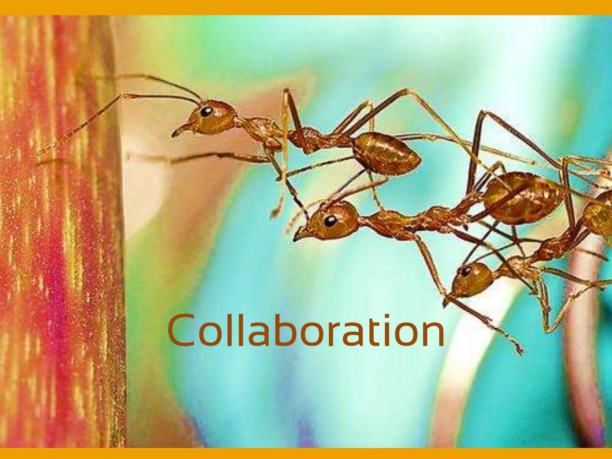 Collaboration
 