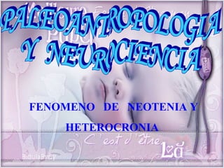 PALEOANTROPOLOGIA Y  NEUROCIENCIA FENOMENO  DE  NEOTENIA Y HETEROCRONIA 