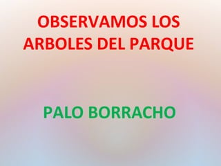 OBSERVAMOS LOS 
ARBOLES DEL PARQUE 
PALO BORRACHO 
 