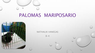 PALOMAS MARIPOSARIO
NATHALIA VANEGAS
8-4
 