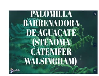 Palomilla barrenadora de aguacate Stenoma Catenifer Wasingham.pdf