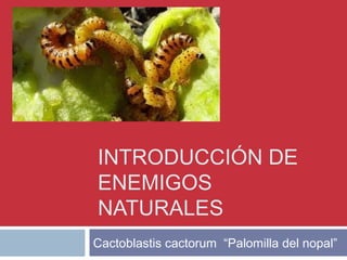 INTRODUCCIÓN DE
ENEMIGOS
NATURALES
Cactoblastis cactorum “Palomilla del nopal”
 