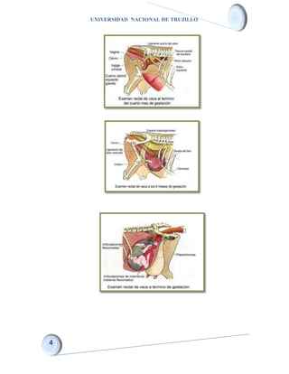 UNIVERSIDAD NACIONAL DE TRUJILLO
 